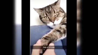 Funniest Cats, Animals video, Funny Dogs video 2023