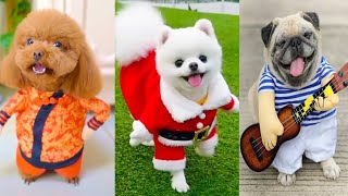 Funny and cute ???? Dogs Video Compilation # 18|Animalia Galaxy