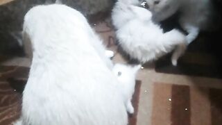 Cute Cats babies Playing together ❤️