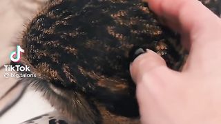 Cute Owl