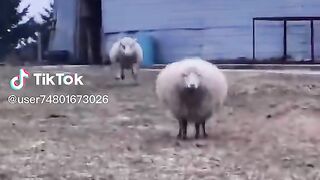 Sheeps