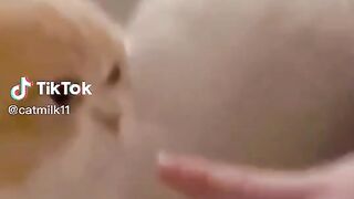 Pets Vieo