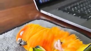 Sun Conure Parrot taking