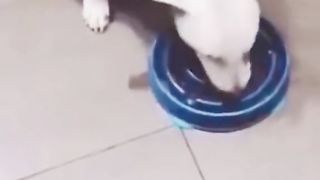 Funny Pets