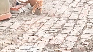 cute Cat.