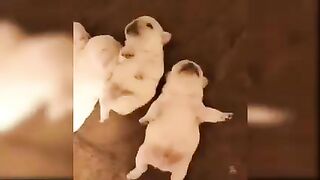 Cute puppy