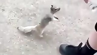 How thirsty squirrel drink water
