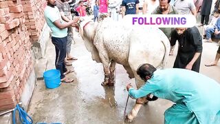 qurbani