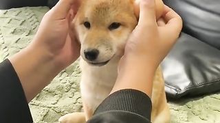 Funny ???? ???? dog