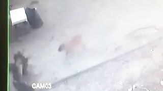 CCTV fotage man save himself from two dogs  In kongfu style.