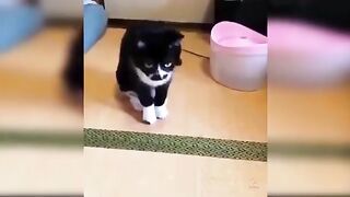 Cat love