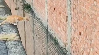 Sharp cat ????????
