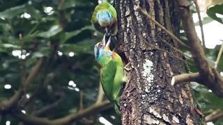 natural bird sound in happy