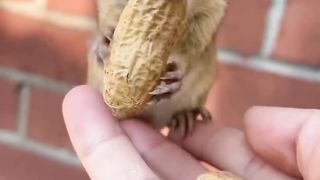 Cute Squirrel