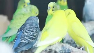 parrot sound/