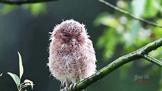 natural bird sound wild life in happy