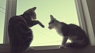 Cute cat#animalvideo