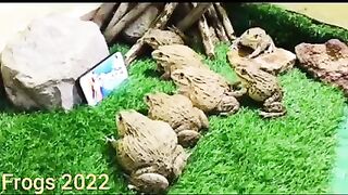 MODERN FROG 2022