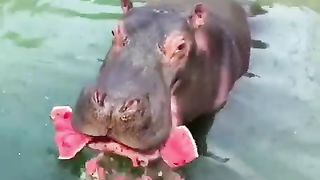 The hippopotamus is an animal with a large mouth