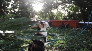 So many cute cats videos together