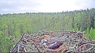 Estonian Osprey Nest (Marko & Miina)