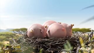 Animal air bloon funny cartoon