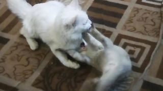 cats Playing