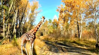 Animal#animalvideo