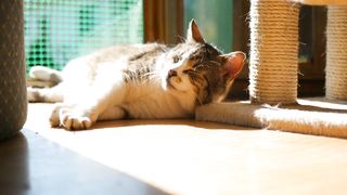Cot video#animalvideo