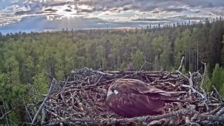 Estonian Osprey Nest (Marko & Miina) beautifull birds
