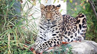 Leopard in Jungle Forest