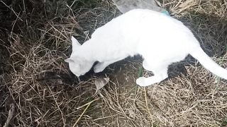 Beautiful Cat with natural view ❤️❤️