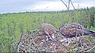 Estonian Osprey Nest (Marko & Miina) beautifull babies birds