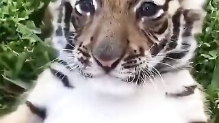Cute Baby Tiger