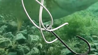 Have you ever seen such a beautiful fish? 011 @mixinteresting