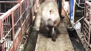 We go around the pigs.