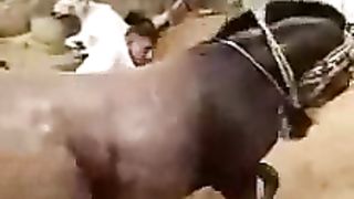 Animals Lovers