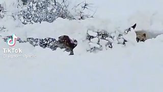 These are the Siberian snowdrifts