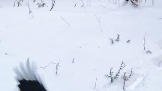 That's what my raven can do.