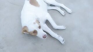 Beautiful dog