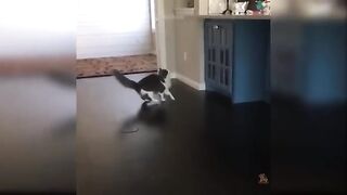 Cats Video Funny Cats