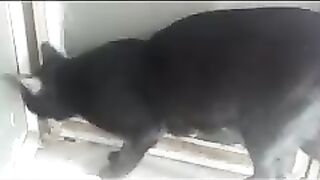 My. Meow Blacky