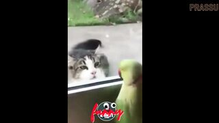 Funniest animals best of 2023 !very funny viral videos.