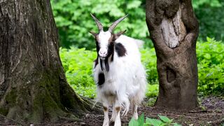 beautiful animals | kids video