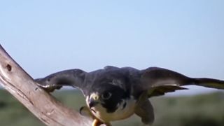 FALCON fighter Bird
