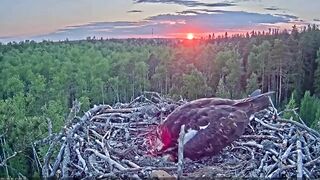 Estonian Osprey Nest (Marko & Miina) babies birds  in flying
