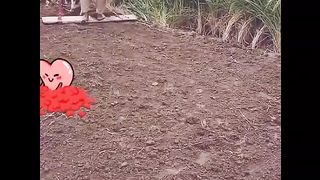 Funny clip