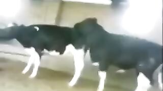 Funny Animal Videos