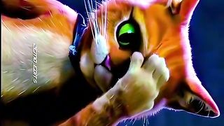 I just lov3 the smell or fear. Movies name puss in boots