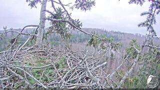26_1_23 Eagles Milda & Voldis Fly In & Out ???? Орланы прилетели & улетели @LatvijasDabasfondsOnline